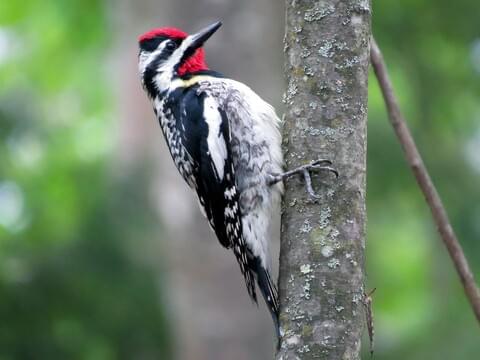 Yellow-bellied Sapsucker Identification, All About Birds, Cornell ...