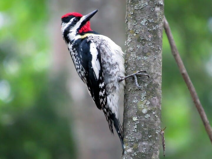 Similar Species to Red-cockaded Woodpecker, All About Birds, Cornell Lab of  Ornithology