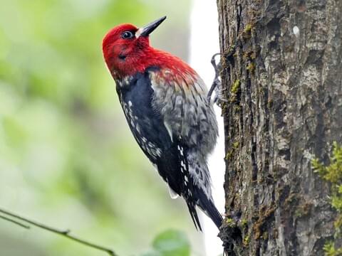 Red-breasted Sapsucker Adult