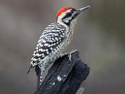 Ladder-backed Woodpecker Identification, All About Birds, Cornell Lab of Ornithology