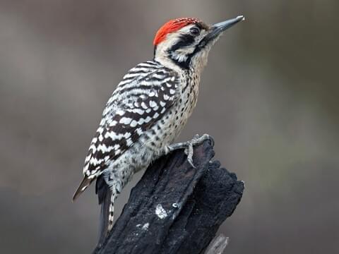 all about birds pileated woodpecker