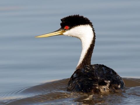 Western Grebe Identification, All About Birds, Cornell Lab of Ornithology