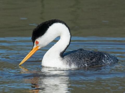 Clark's Grebe Identification, All About Birds, Cornell Lab of Ornithology