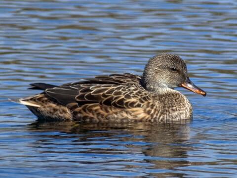 Duck Id Chart