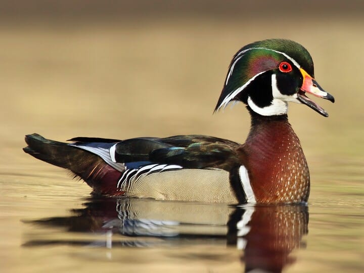 Wood Duck Male