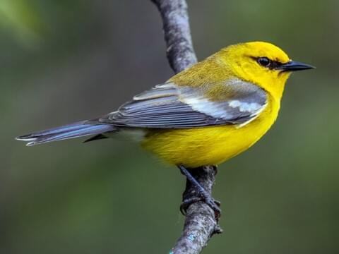 Blue-winged Warbler Identification, All About Birds, Cornell Lab of Ornithology