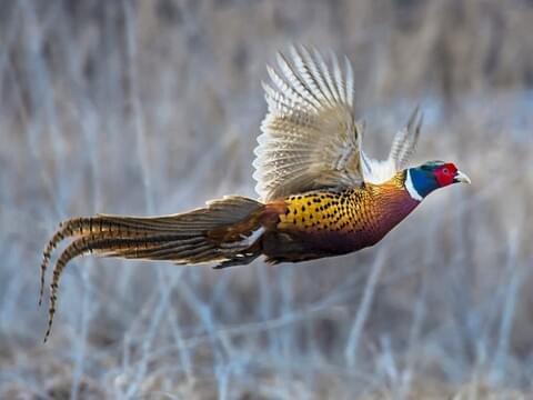 Ring Necked Pheasant Identification All About Birds Cornell Lab Of Ornithology