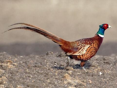 Ring-necked Pheasant Identification, All About Birds, Cornell Lab ...
