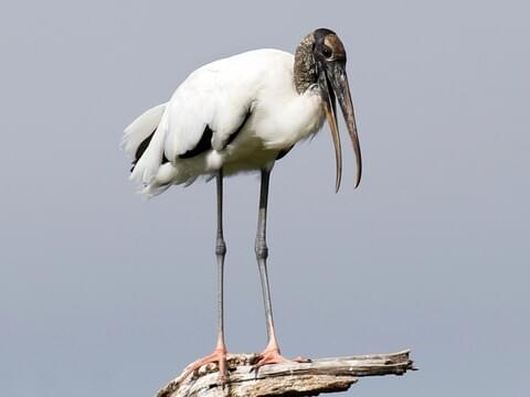 Wood Stork Identification, All About Birds, Cornell Lab of Ornithology