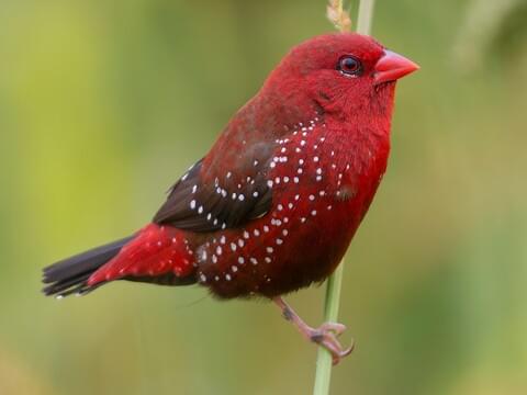 Red Avadavat Breeding male (Red-bellied)