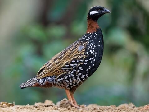 Black Francolin Adult male (Eastern)