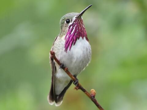 Calliope Hummingbird Adult male