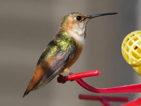 Allen's Hummingbird Identification, All About Birds, Cornell Lab