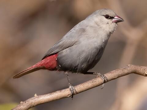 Lavender Waxbill 