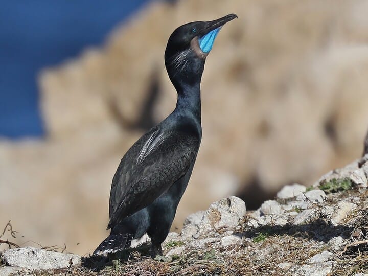 Similar Species to Pelagic Cormorant, All About Birds, Cornell Lab