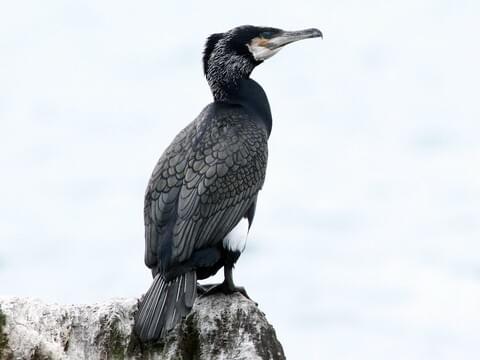 Great Cormorant Breeding adult (North Atlantic)