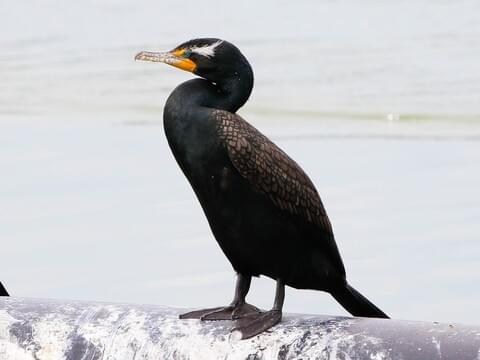 Double-crested Cormorant Identification, All About Birds, Cornell Lab of Ornithology
