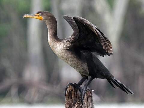 cormorant crested identification