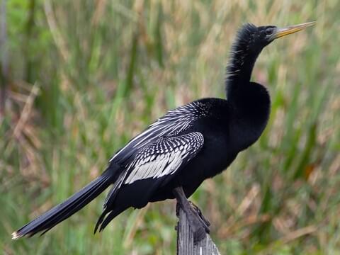 Anhinga Adult male