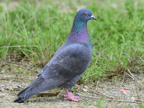 Rock Pigeon Identification, All About Birds, Cornell Lab of