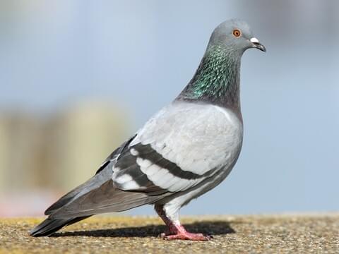 Rock Pigeon Identification, All About Birds, Cornell Lab of ...