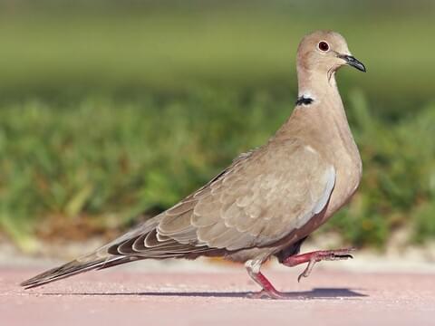 Mourning Dove Age Chart