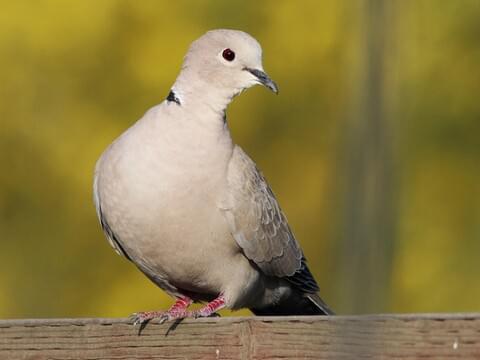 Mourning Dove Age Chart