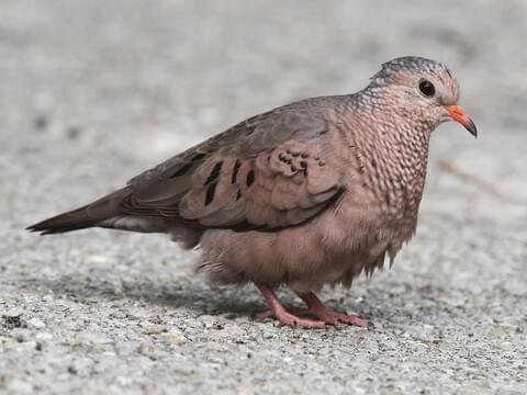 Common Ground Dove 