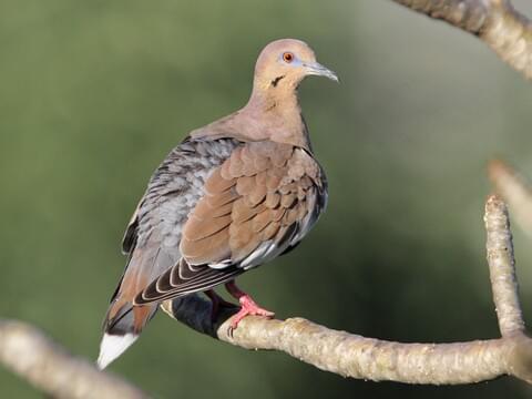 White-winged Dove Identification, All About Birds, Cornell Lab of Ornithology