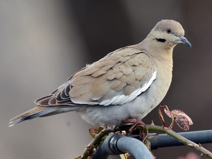 White Pigeon And Dove