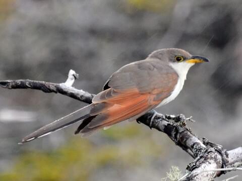 Mystery Singing Bird is a Yellow-billed Cuckoo
