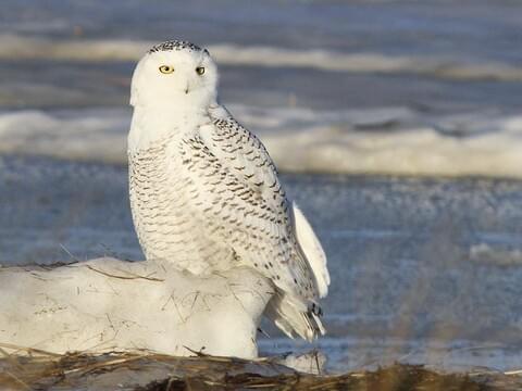 Snowy Owl Classification Chart