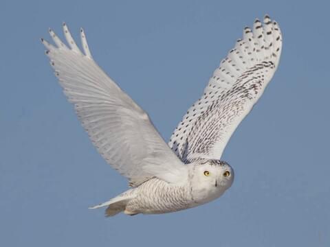 Photos and Videos for Snowy Owl, All About Birds, Cornell Lab of Ornithology