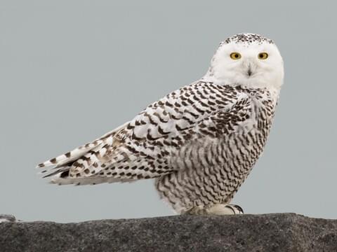Große flauschige Snowy Owl 