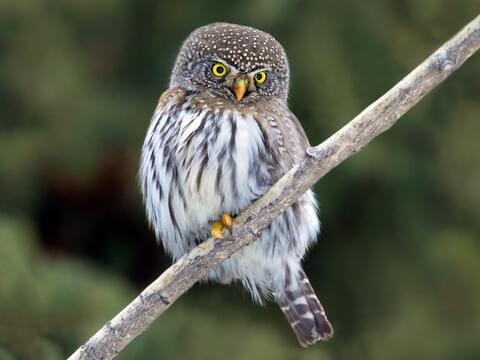 Northern Pygmy-Owl Identification, All About Birds, Cornell Lab of Ornithology