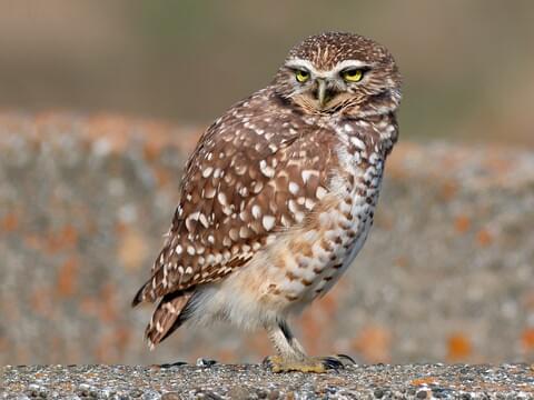 Burrowing Owl Identification, All About Birds, Cornell Lab of Ornithology