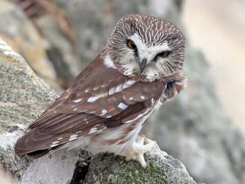 Northern Saw-whet Owl Identification, All About Birds, Cornell Lab of Ornithology