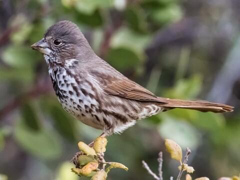 Fox Sparrow Identification, All About Birds, Cornell Lab of