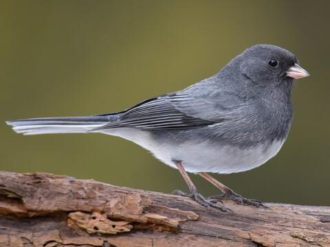 Common Winter Birds: Dark-eyed Juncos in the United States
