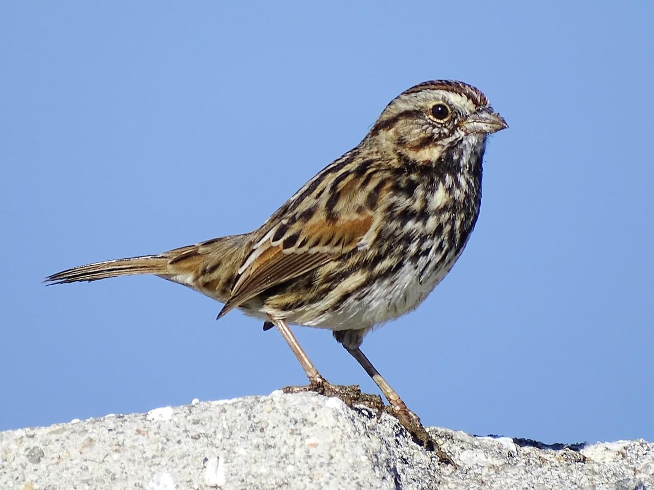 Nestwatch Song Sparrow Nestwatch