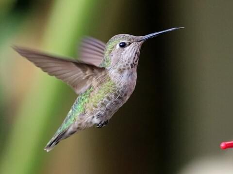 Hummingbird Size Chart