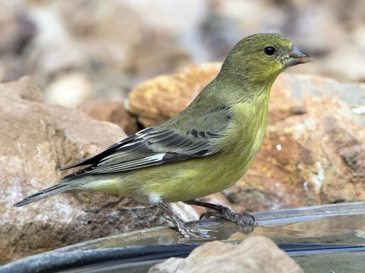 Lesser Goldfinch | Celebrate Urban Birds