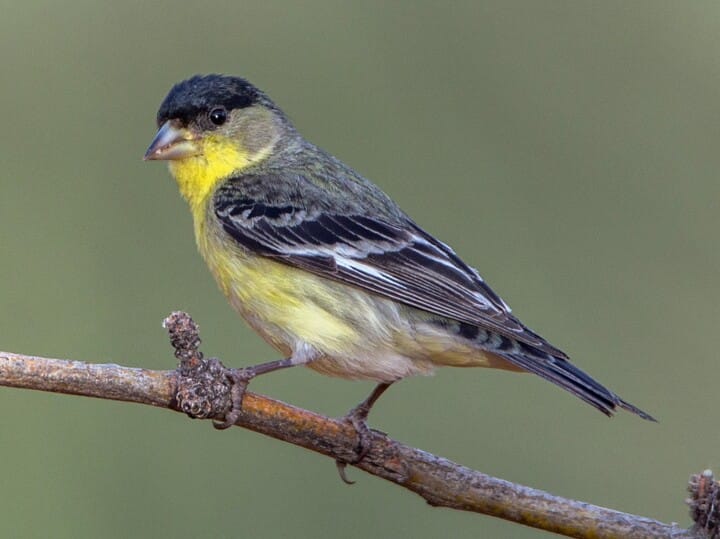NestWatch | Lesser Goldfinch - NestWatch