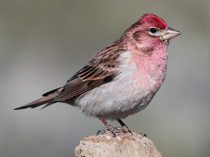 Similar Species To Purple Finch All About Birds Cornell Lab Of Ornithology,Parmigiano Reggiano Cheese Walmart