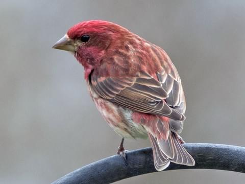 Purple Finch Identification All About Birds Cornell Lab Of Ornithology,Dragon Lizard Pictures
