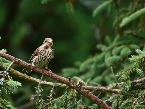 Purple Finch Identification, All About Birds, Cornell Lab of
