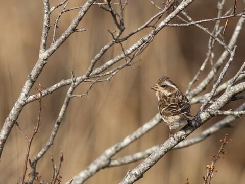 Purple Finch Identification, All About Birds, Cornell Lab of