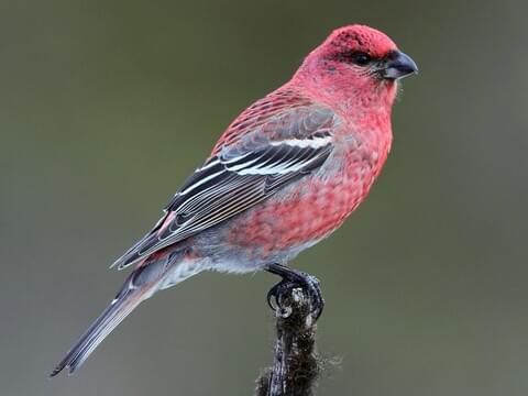 Pine Grosbeak Adult male