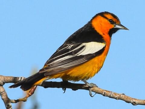 Bullock's Oriole Identification, All About Birds, Cornell Lab of Ornithology
