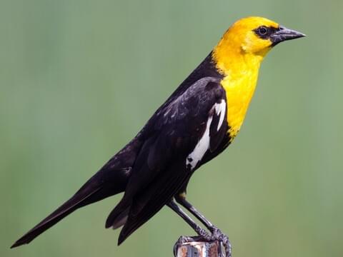 Black and Yellow Bird